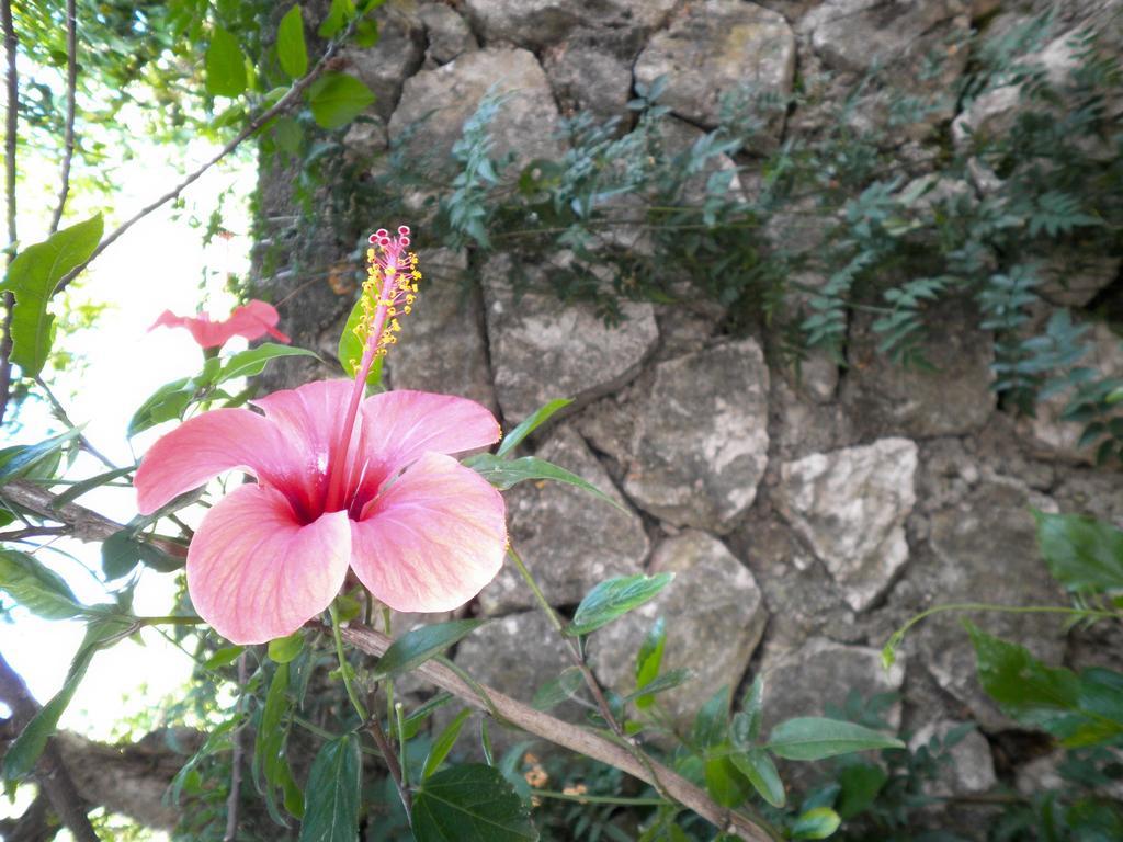 Kostas Studios II Vasiliki  Bagian luar foto